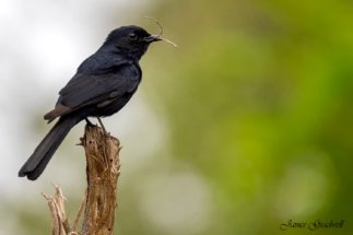 Black Flycatcher - Learn techniques to Sharp Images