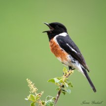 Male Stonechat