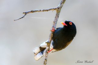 Beautiful Retz Helmetshrike 