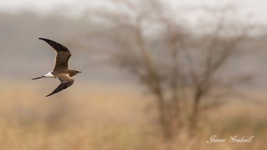 Collared pratincole in flight