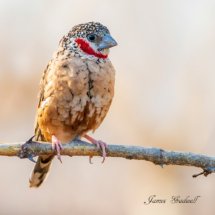 Beautiful photo Male cutthroat Finch 