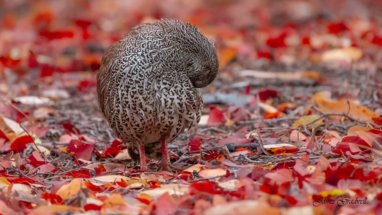 Crested Spurfowl sleeping in Autumn Mopani leaves 