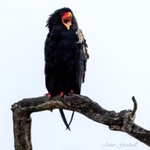 Bateleur Eagle calling for its perch