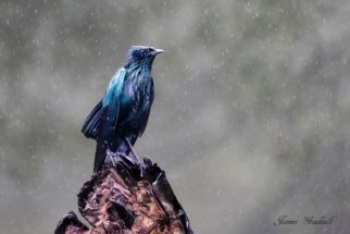 Burchells Starling in the rain