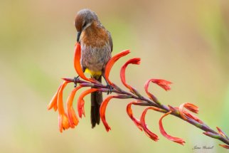 Sugarbird in red hot poker flowers