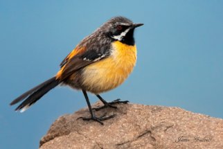 Beautiful photo Drakensberg Rockjumper