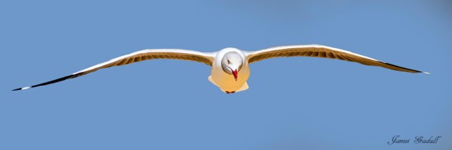 Grey headed Gull, in flight