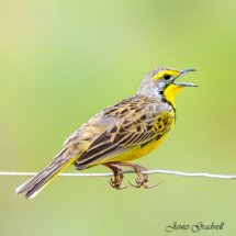 Yellow throated Longclaw