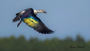 Knob billed Duck in flight with iridescent wing colour