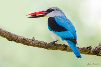 Beautiful Woodlands Kingfisher with food in beak