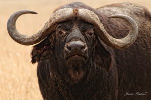 Buffalo staring at you