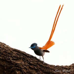 Beautiful Paradise Flycatcher