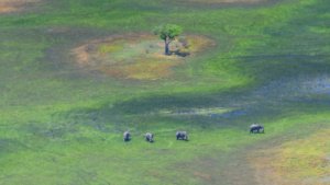 Botswana aerial photo of elephant and Okavango delta