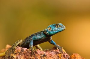 Rock Agama, blue headed lizard