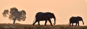 Beautiful elephant silhouette with pink sky, Chobe river Botswana