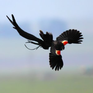 Red shouldered Widow Bird in flight