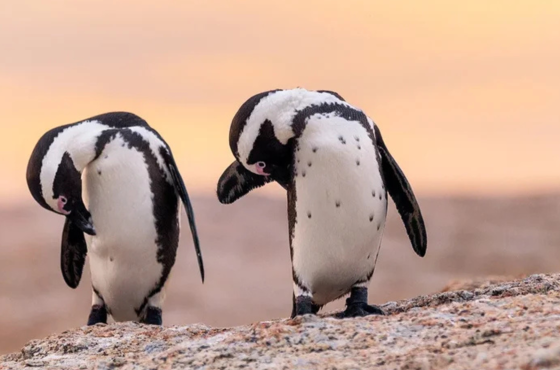 CAPE POINT & PENGUINS FULL DAY PHOTO TOUR