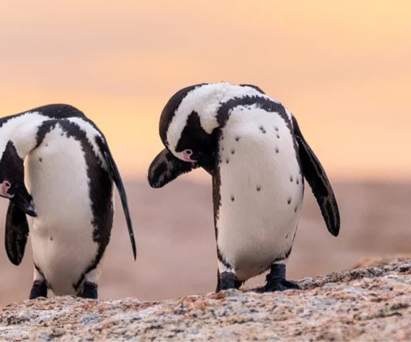 CAPE POINT & PENGUINS FULL DAY PHOTO TOUR