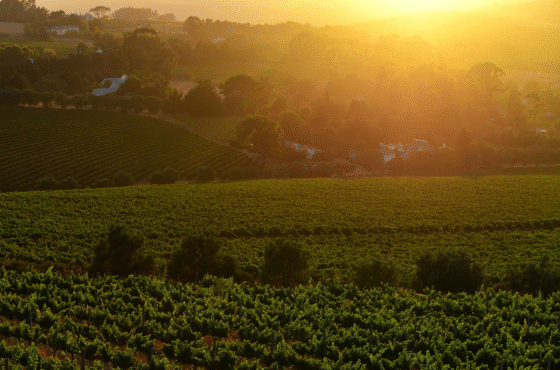 CAPE WINELANDS PHOTO TOUR