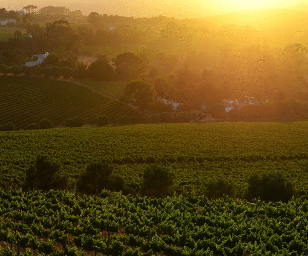 CAPE WINELANDS PHOTO TOUR