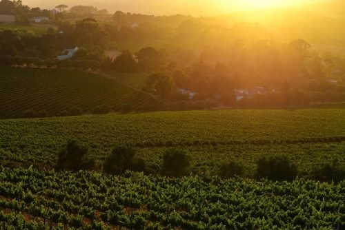 Cape Town vineyards 