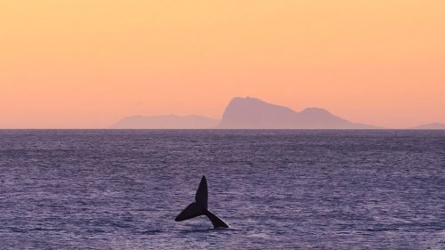 De Kelders Whales