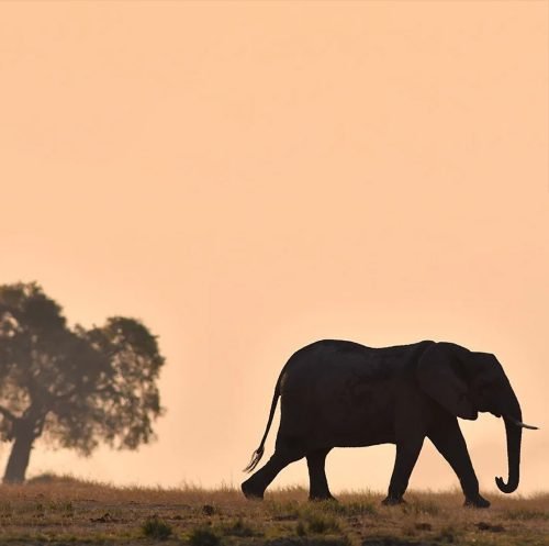 Elephants along Chobe river. Part of Vic Falls Tour