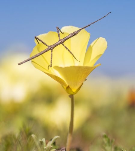 Namaqua--lower-with-stick-insect