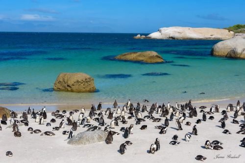 Penguins at Boulders Simons Town. There is a board walk so you can't go any closer.