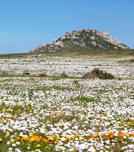West-Coast-National-Pakr-Wildflowers