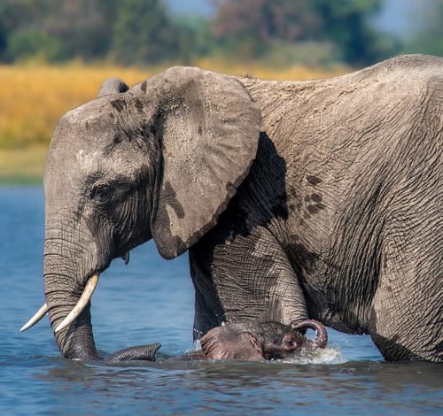 Chobe River park of Vic Falls Tour